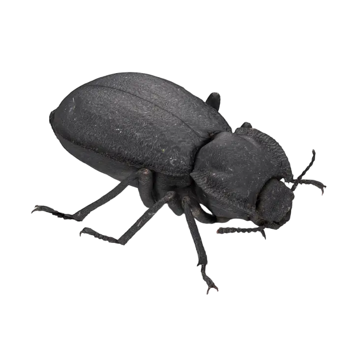Black Beetle 3D Insect AR Model Beetle 3D model preview on Freecreat