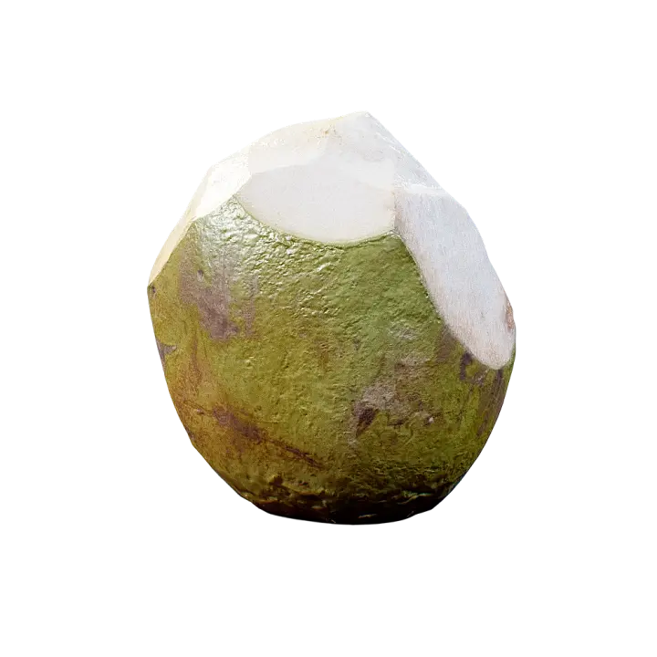 Green Coconut 3D model preview on Freecreat