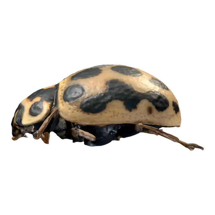 Ladybug 3D model preview on Freecreat