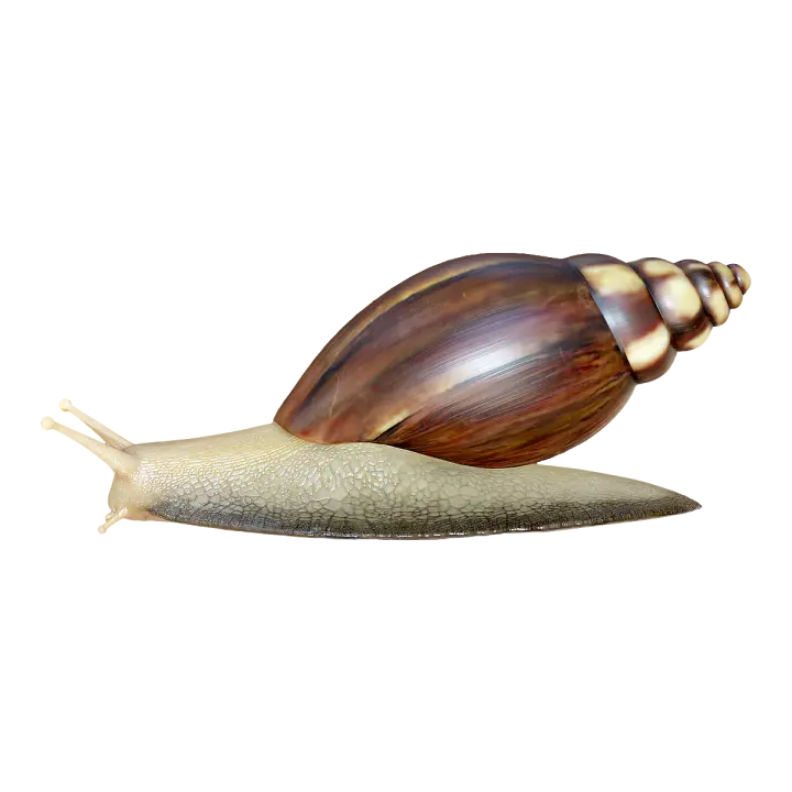 achatina fulica 3D model preview on Freecreat
