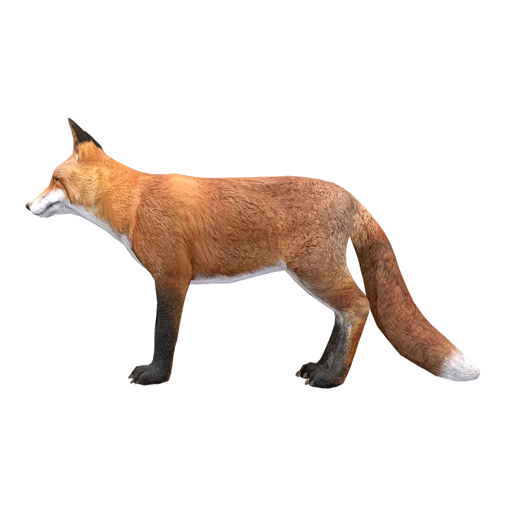 Fox (male) 3D model preview on Freecreat