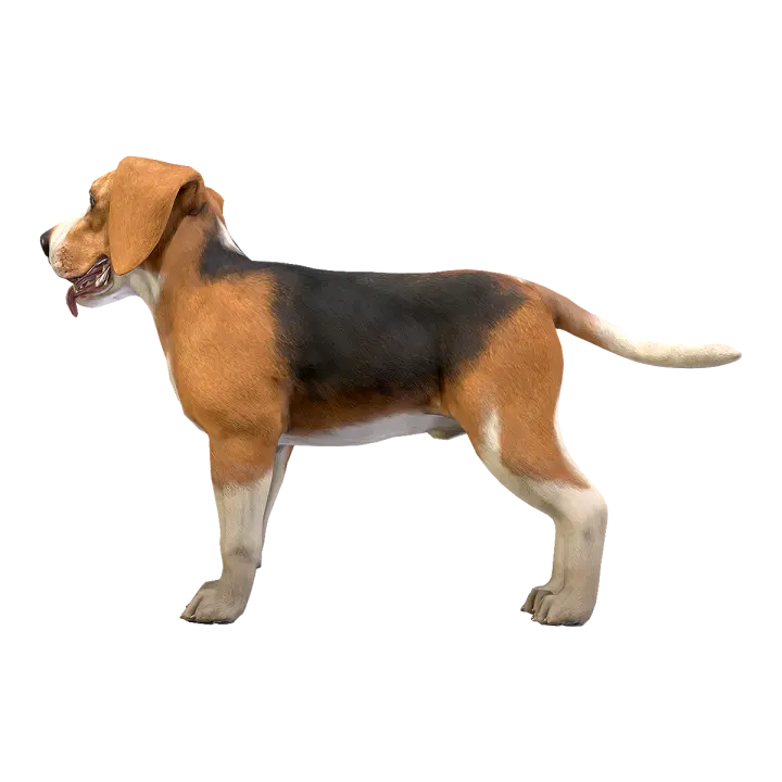 Beagle dogs 3D model preview on Freecreat