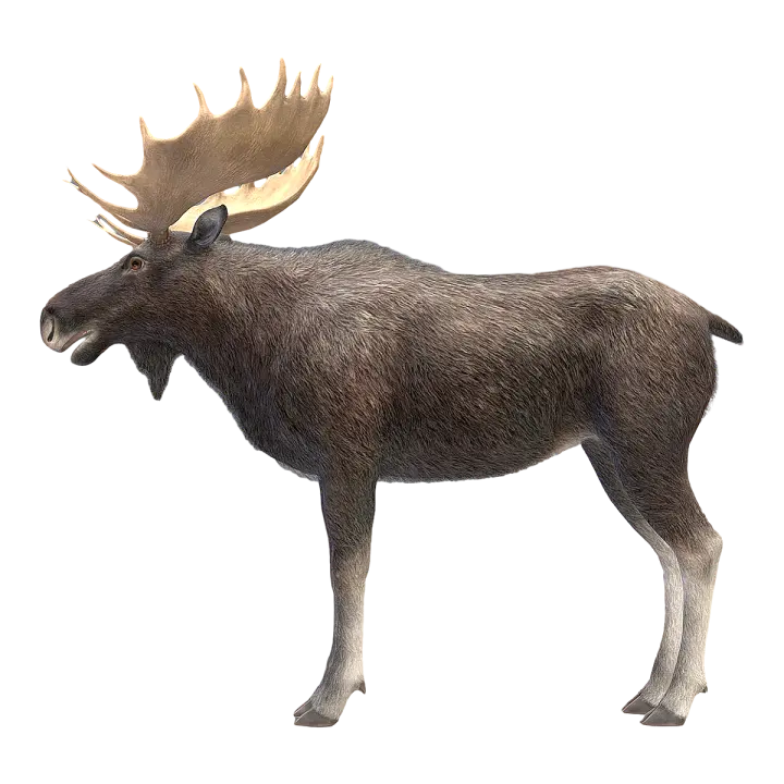 Camel (male) 3D model preview on Freecreat