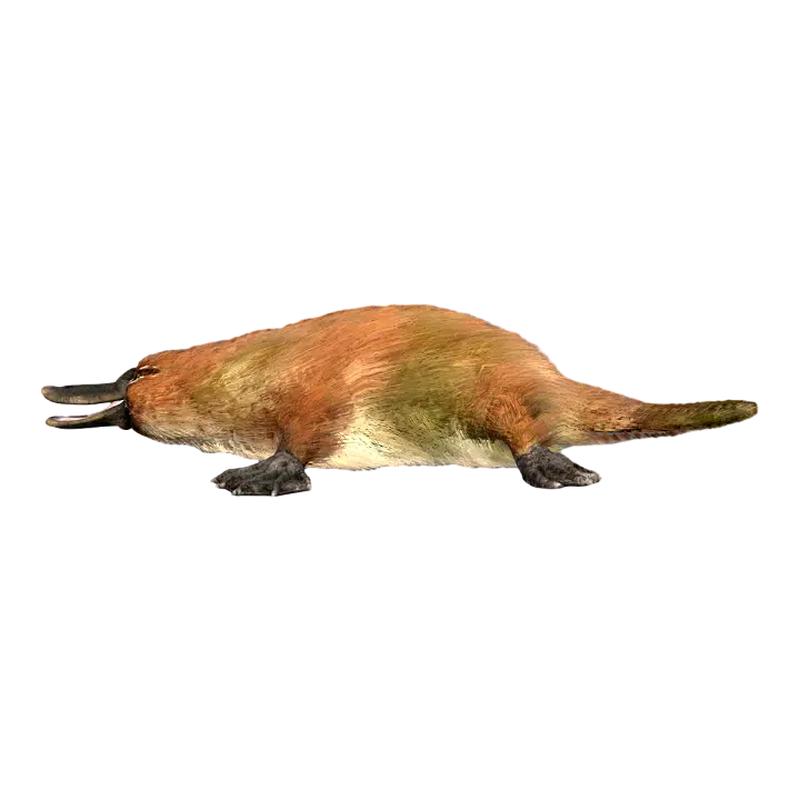 platypus 3D model preview on Freecreat