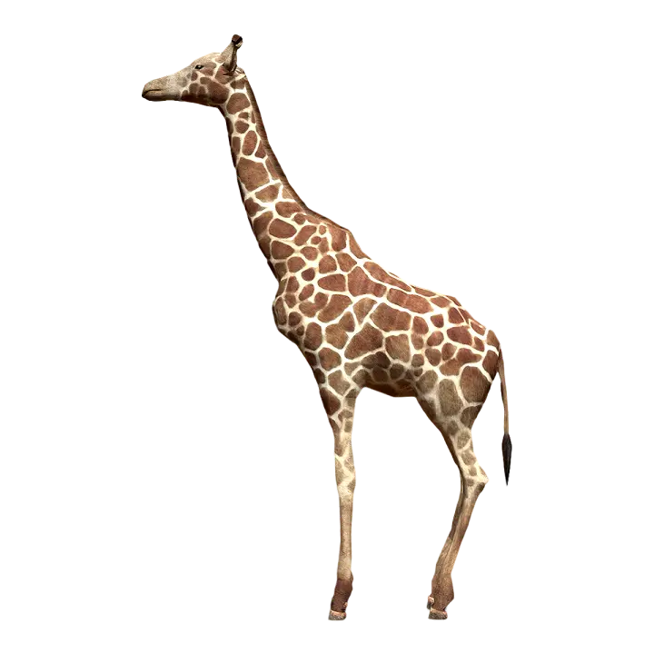 giraffe 3D model preview on Freecreat