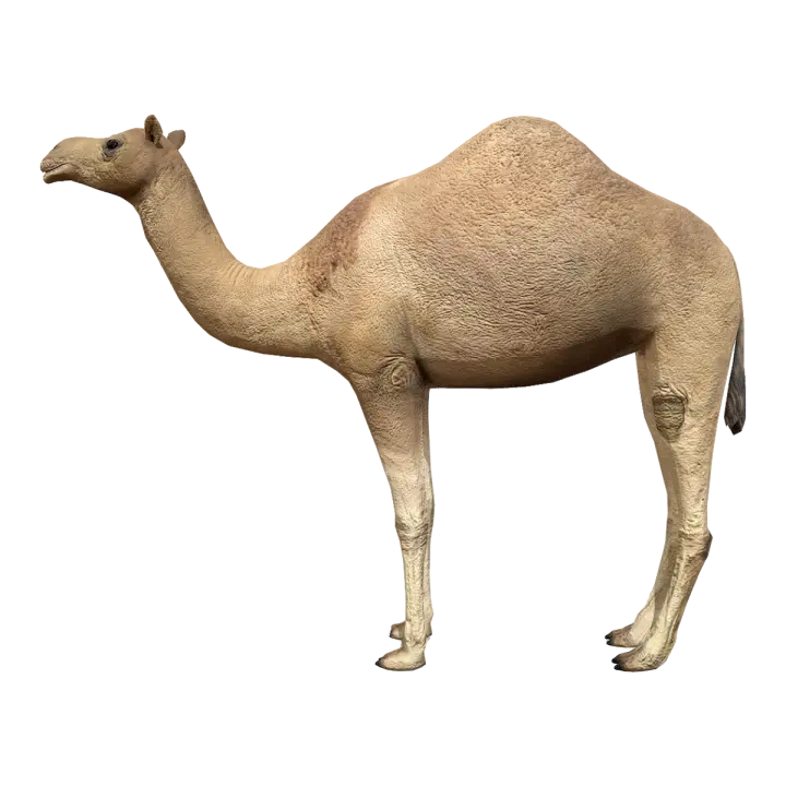 Unimodal camel 3D model preview on Freecreat