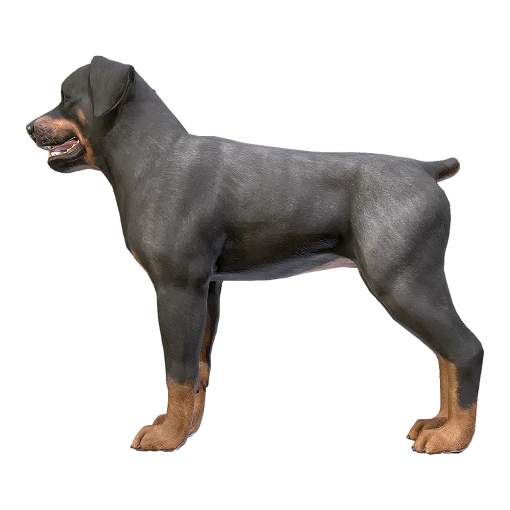 Rottweiler 3D model preview on Freecreat