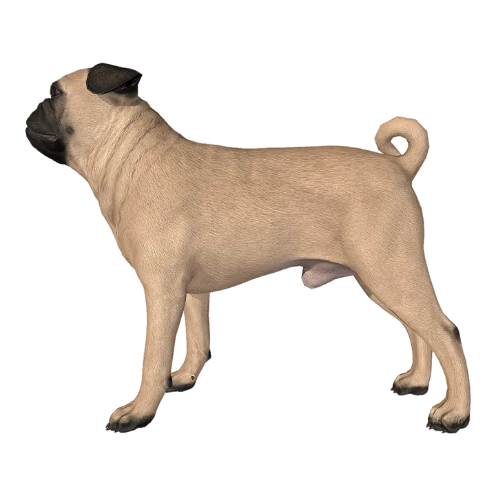 Haba dog 3D model preview on Freecreat