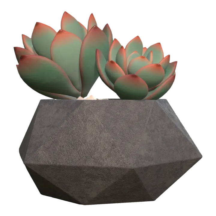Domesticated succulent green plant potted plant - White Phoenix succulent 3D model preview on Freecreat