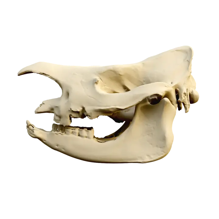 Rhinoceros skull 3D model preview on Freecreat