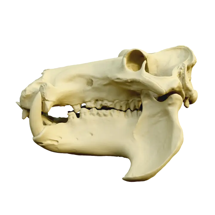 Hippopotamus skull 3D model preview on Freecreat