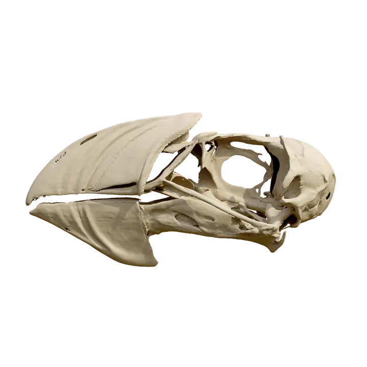 Puffin skull 3D model preview on Freecreat