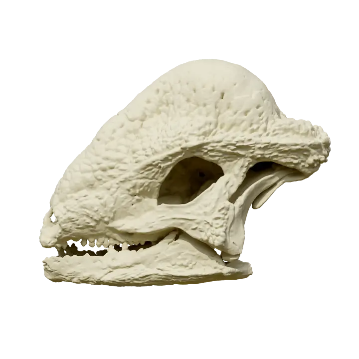 Skull fossil of swollen dragon 3D model preview on Freecreat