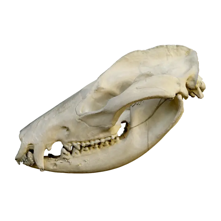 Negative rat skull 3D model preview on Freecreat