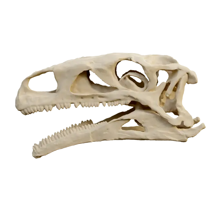 Dinosaur skull fossil 3D model preview on Freecreat