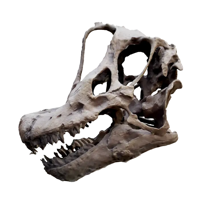 Fossil skull of Brachiosaurus 3D model preview on Freecreat