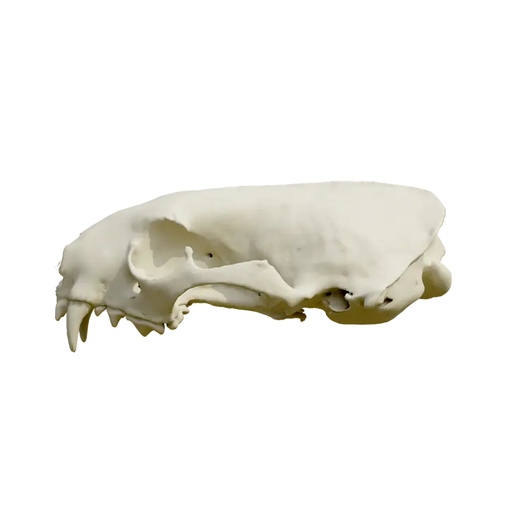 Upper half skull of ferret 3D model preview on Freecreat