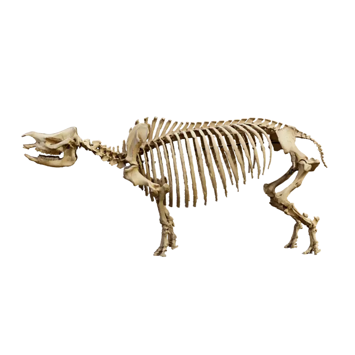 Rhinoceros skeleton 3D model preview on Freecreat