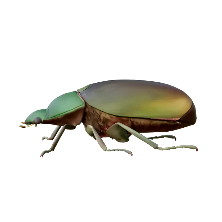 Golden Beetle 3D model preview on Freecreat
