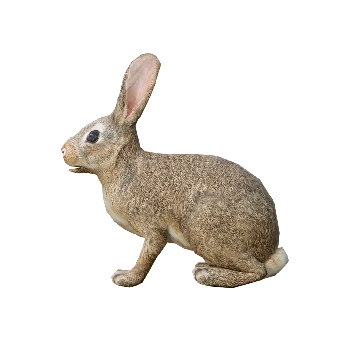Rabbit (with 3D animated model) 3D model preview on Freecreat
