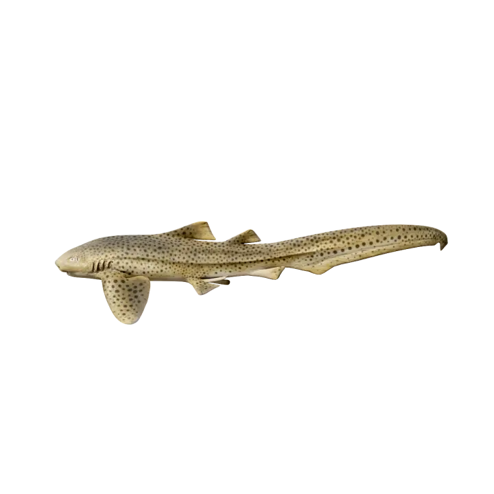 Leopard shark (with 3D animated model) 3D model preview on Freecreat