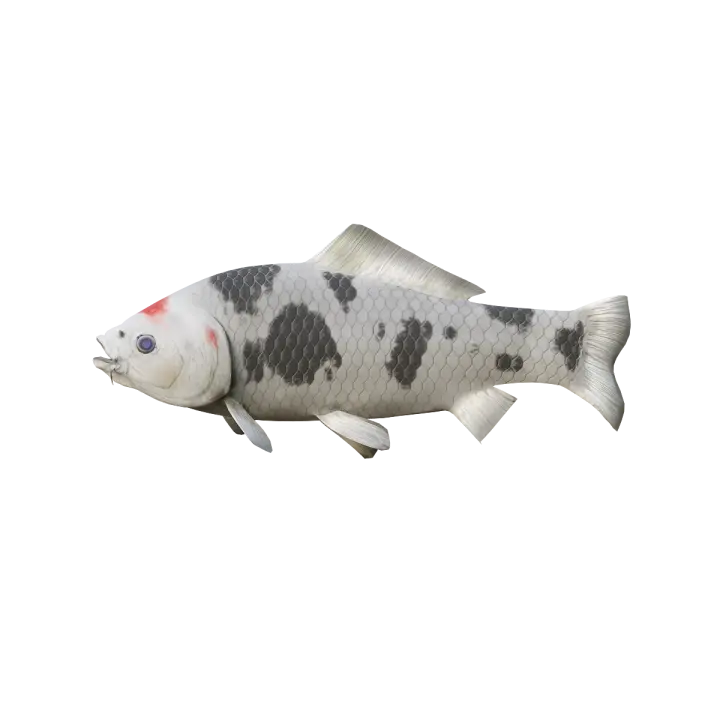 Koi (Black Spot) 3D Model Animation 3D model preview on Freecreat