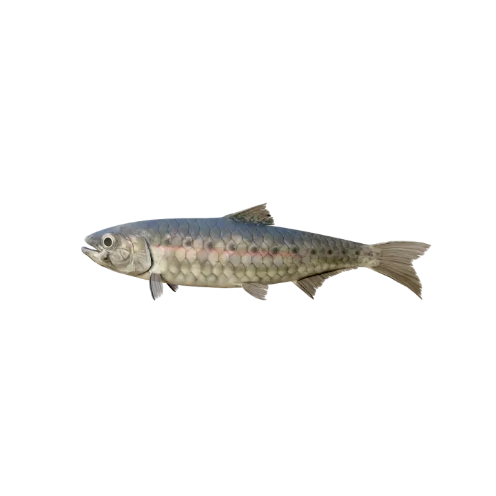Sardine 3D model animation 3D model preview on Freecreat
