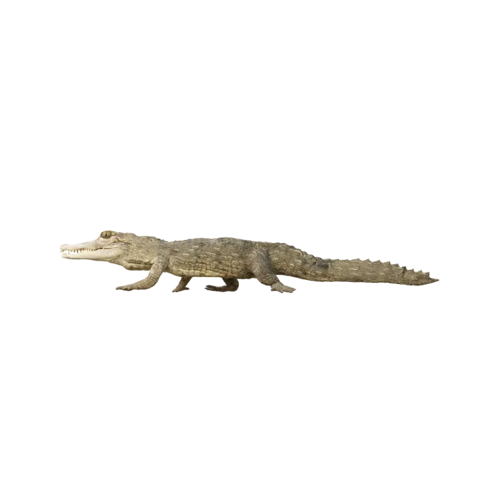 American crocodile cub (with 3D animated model) 3D model preview on Freecreat