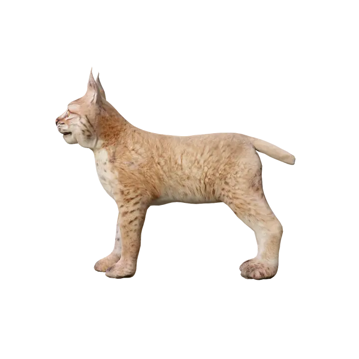 Eurasian lynx cub 3D model with animation 3D model preview on Freecreat