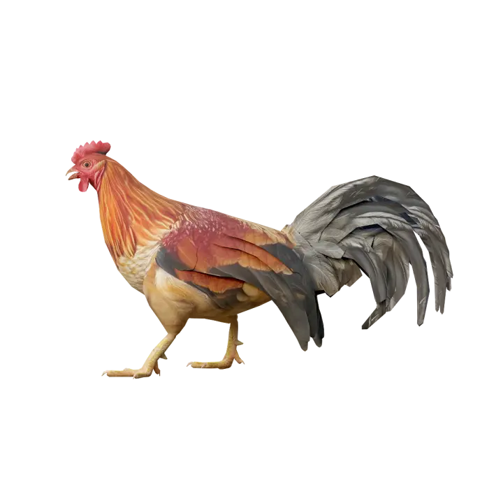 3D animation of rooster model 3D model preview on Freecreat