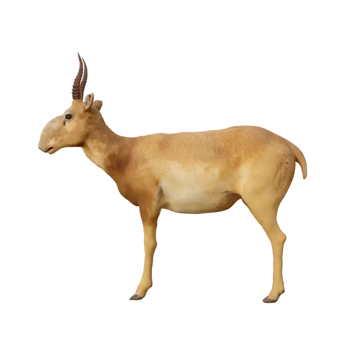 3D Animation Model of Saiga Antelope 3D model preview on Freecreat