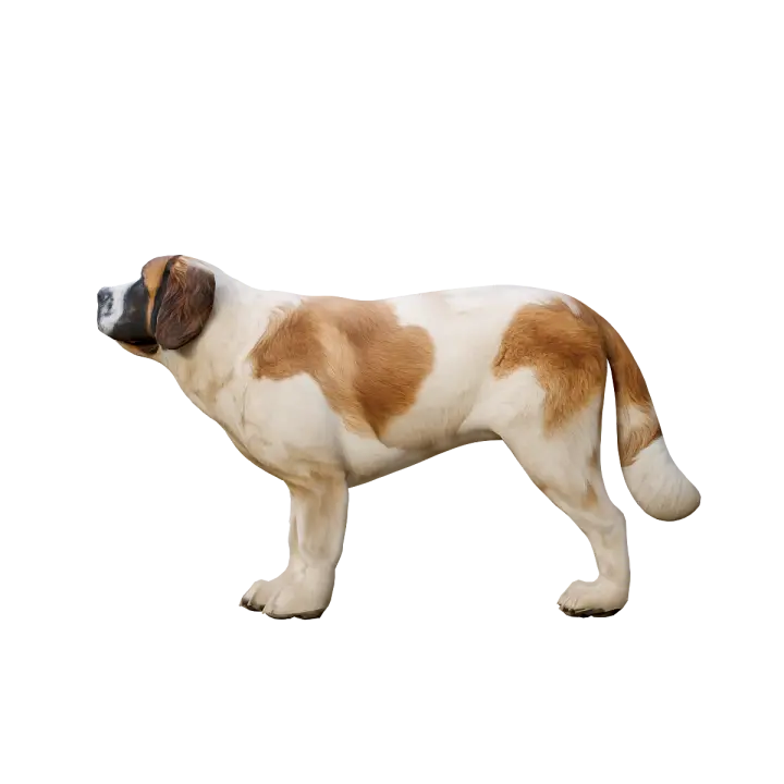 3D Animation Model of Saint Bernard Dog 3D model preview on Freecreat