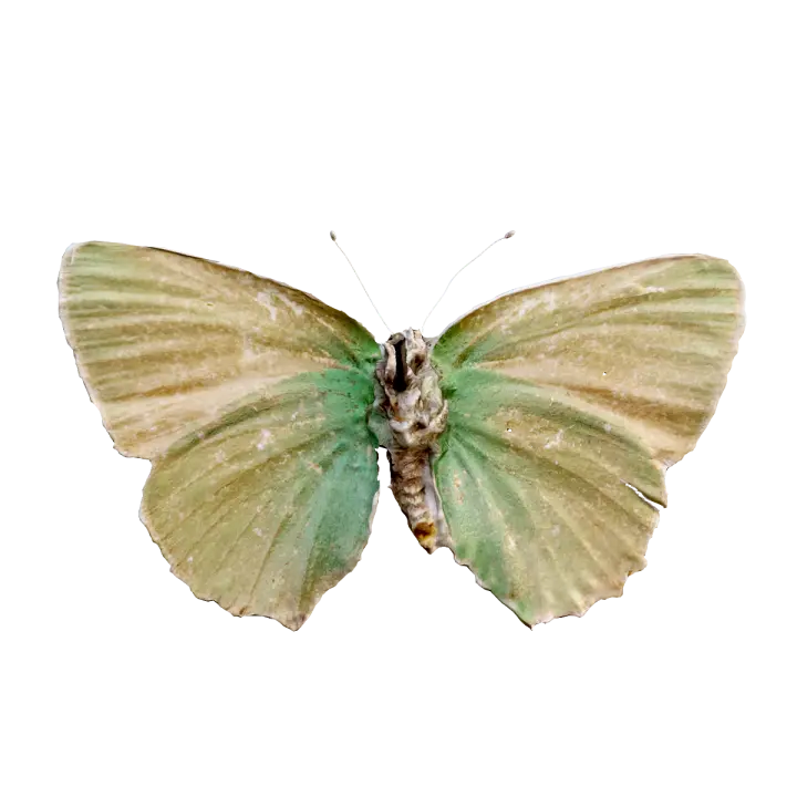 Green Haired Butterfly Specimen 3D model preview on Freecreat
