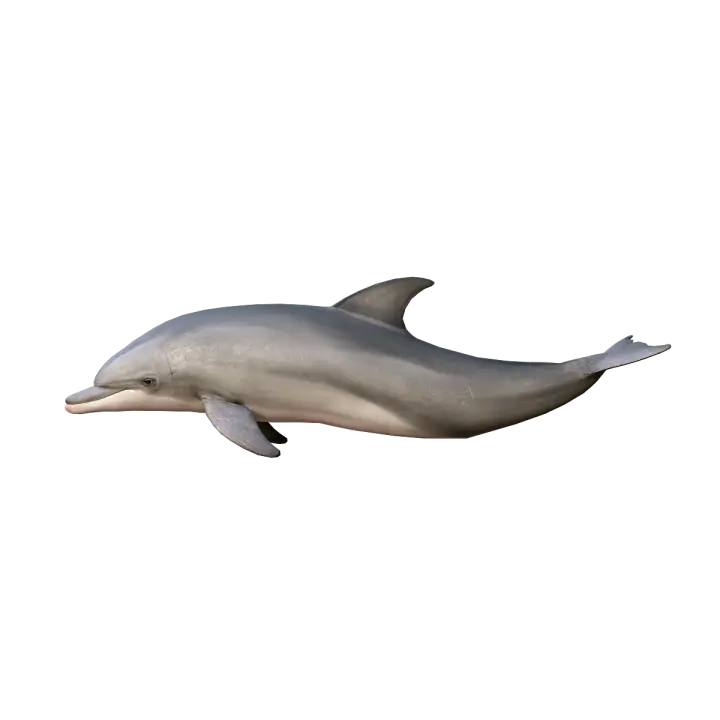 Dolphin model 3D model 3D model preview on Freecreat