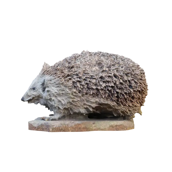 Hedgehog specimen 3D model preview on Freecreat