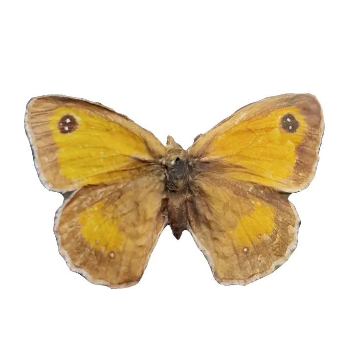 Specimen of Dahuang Butterfly 3D model preview on Freecreat