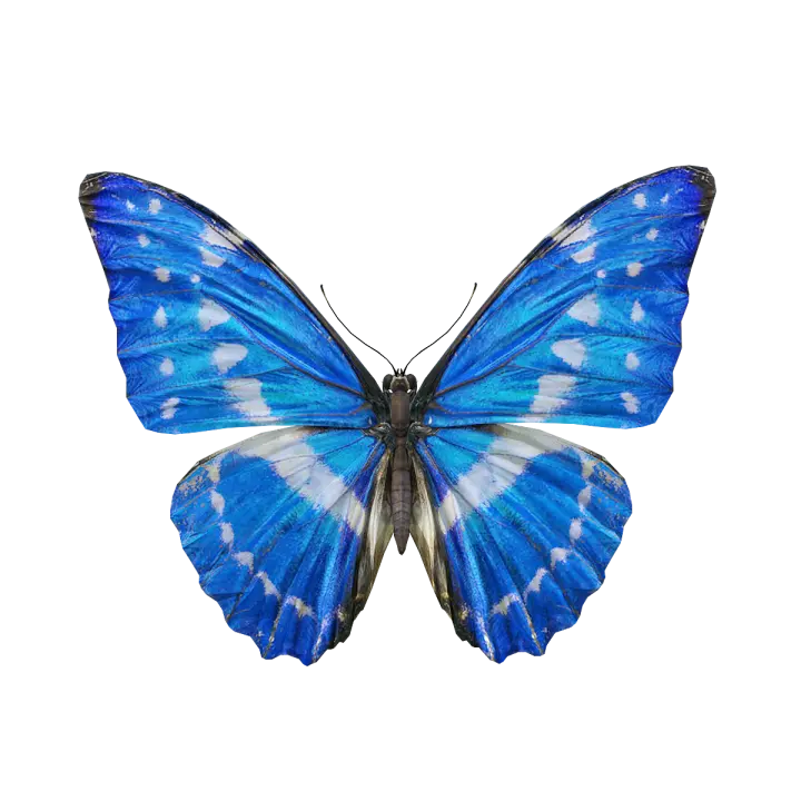 Blue Flash Butterfly Flying 3D Animation Model 3D model preview on Freecreat