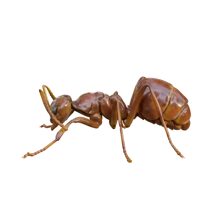 Black Garden Ant 3D model preview on Freecreat