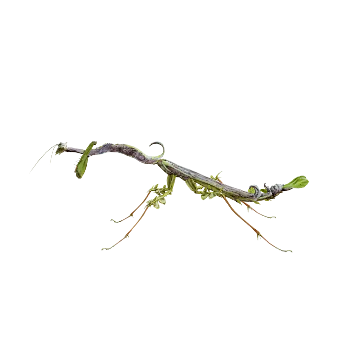 Malaysia giant tree branches gladiator 3D animation model 3D model preview on Freecreat