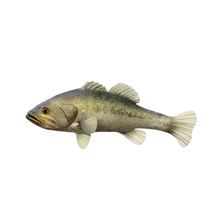 Largemouth Bass 3D Model Animation 3D model preview on Freecreat