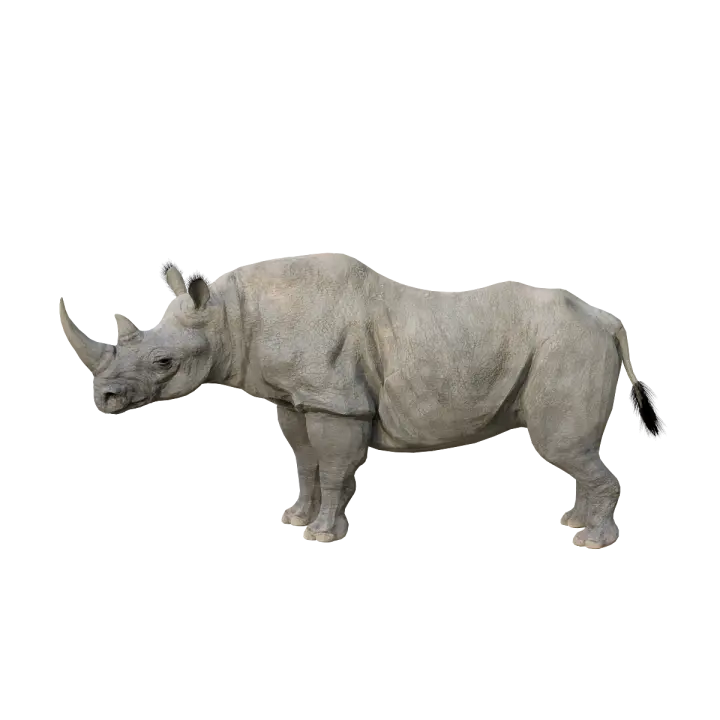 Black Rhinoceros 3D Model Animation FBX Model 3D model preview on Freecreat