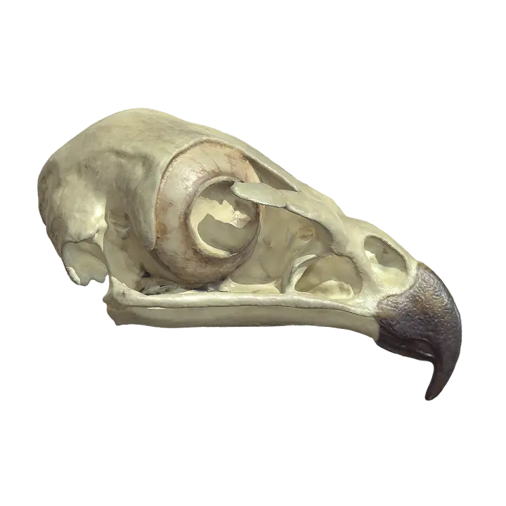 Skull of the Red tailed Owl 3D model preview on Freecreat