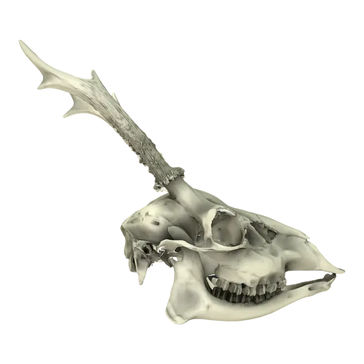 Western roe deer skull 3D model preview on Freecreat
