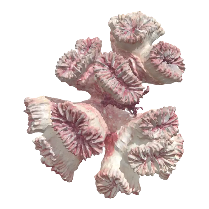 Coarse bare ribbed coral 3D model preview on Freecreat