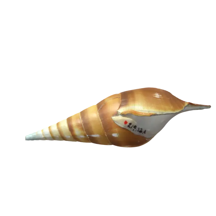 Martin's long nosed snail shell 3D model preview on Freecreat