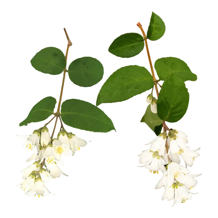 Specimen of Spartina alterniflora 3D model preview on Freecreat