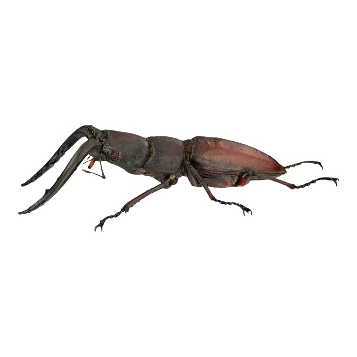 Saw shovel shaped worm specimen 3D model preview on Freecreat