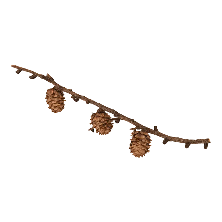 Larch pine cone specimen 3D model preview on Freecreat