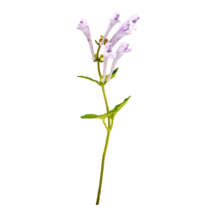 Scutellaria baicalensis flower specimen 3D model preview on Freecreat