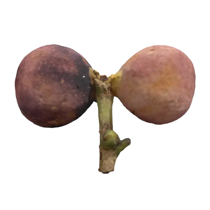 Banyan tree fruit 3D model preview on Freecreat
